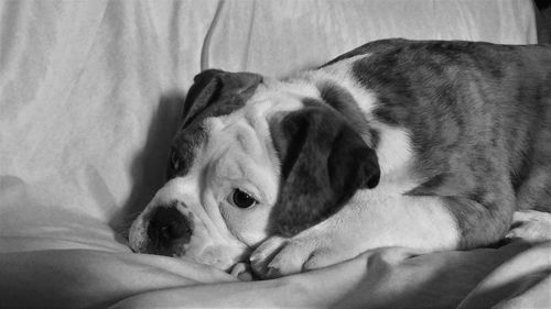 Close-up of dog relaxing on bed at home