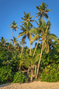 Palm trees against clear blue sky