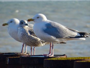 Close-up of seagull perching on shore