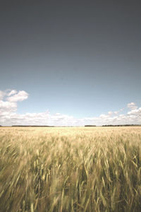 Wheat field against sky