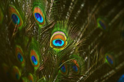 Close-up of peacock feather