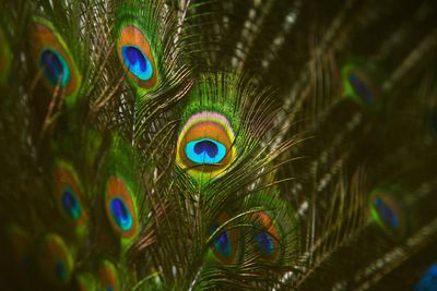 Close-up of peacock