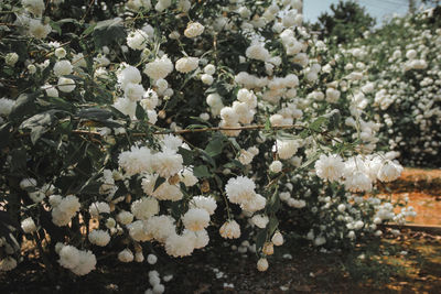 Close-up of white flowering plants on field