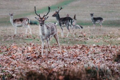 Deer standing in a field