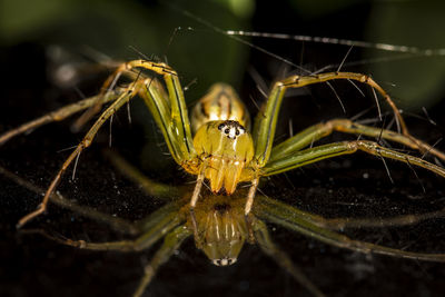 Close-up of spider