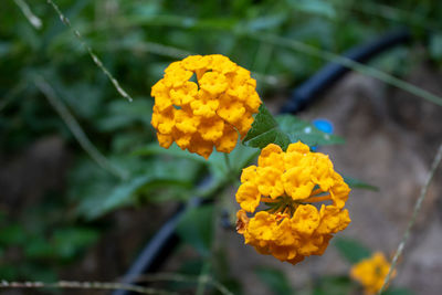 Close-up of yellow flowering plant