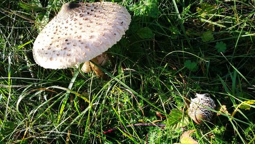 Close-up of mushroom on field