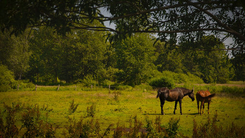 Horse standing in a field