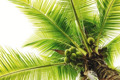 Low angle view of coconut palm tree