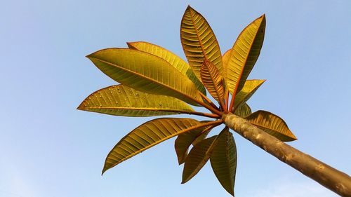 Low angle view of yellow leaves against sky