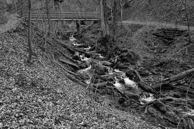 Close-up high angle view of leaf
