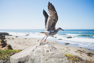 Seagull flying over a beach