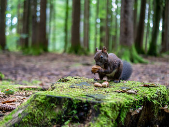 Squirrel on tree trunk in forest