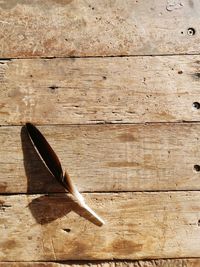 Unknown bird feather on wooden background 