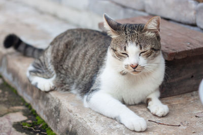 Close-up of a cat resting