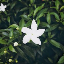 Close-up of white flowering plant