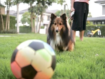 Portrait of a dog with ball on field