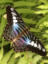 Close-up of butterfly perching on leaf