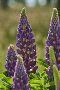 Close-up of purple flowering plant