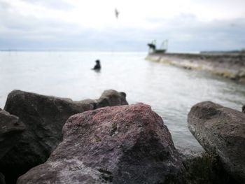 Close-up of bird perching on rock by sea against sky