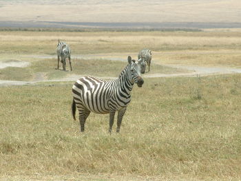 Zebras on zebra