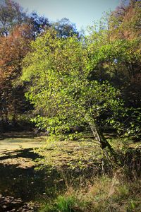 Trees and plants growing on field