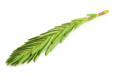 Close-up of green leaf against white background