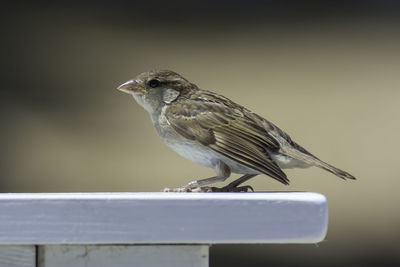 Close-up of bird perching on metal railing