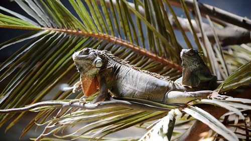 Close-up of lizard on tree