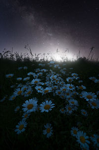 Scenic view of flowering plants on field against sky