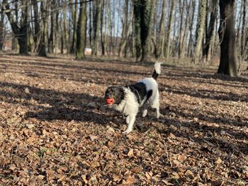 Dog running on field