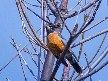 Low angle view of a bird perching on tree