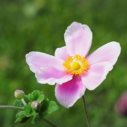 Close-up of pink flower