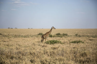 View of a giraffe on field