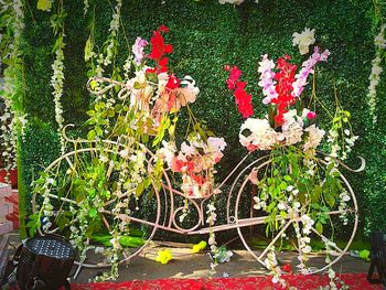 Flowering plants against red wall