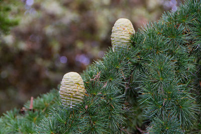 Close-up of pine cones on tree