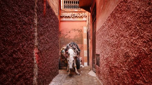 Donkey with cart amidst buildings