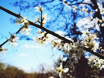 Low angle view of cherry blossoms against sky