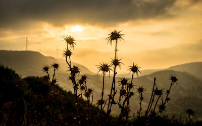 Silhouette plants growing on field against sky during sunset