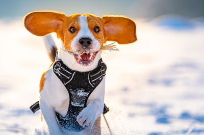 Portrait of a dog in snow