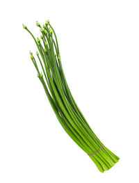 Close-up of leaf against white background