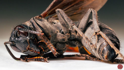 Close-up of insect