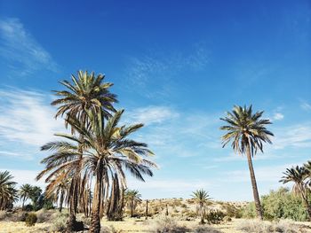 Palm trees in desert against blue sky