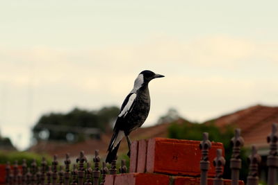 Bird perching on built structure against sky