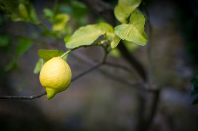 Close-up of lemon growing on tree