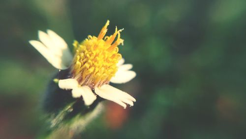 Close-up of insect on flower