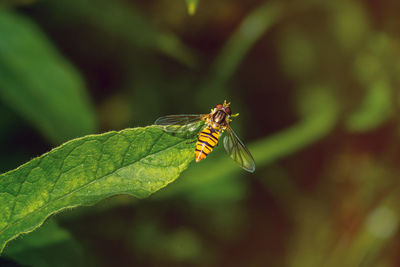 Close-up of butterfly on leaf