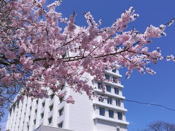 Low angle view of cherry blossom tree against sky