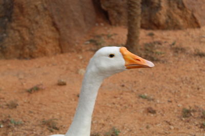 Close-up of bird on field