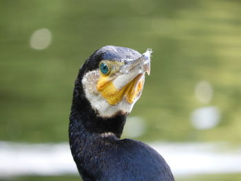 Close-up of a bird looking away